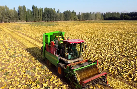 托克逊乡:"金瓜"铺满地 籽用西葫芦喜丰收近日,拜城县托克逊乡籽用西