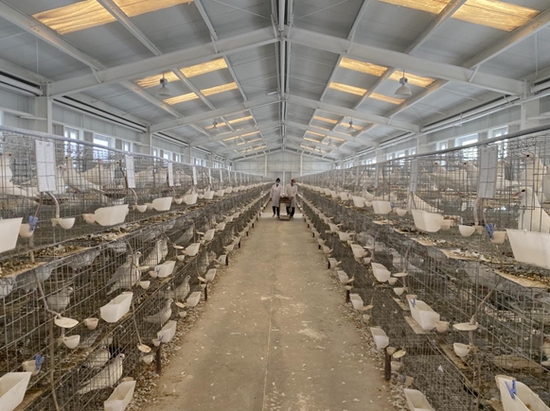 新型肉鸽养殖大棚图片