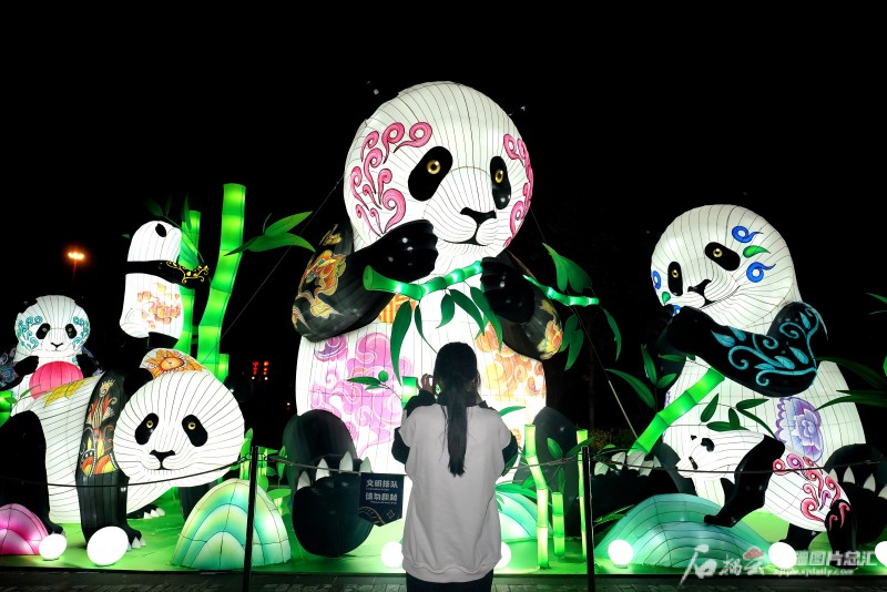 9月28日晚,亲和力满满的熊猫灯组.石榴云/新疆日报记者 张万德摄
