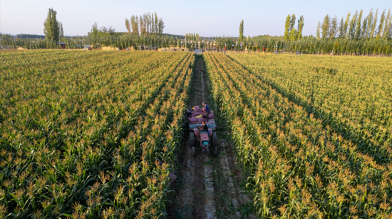 阿合其农场:水果玉米喜丰收 特色产业"甜"活力-中新网·新疆