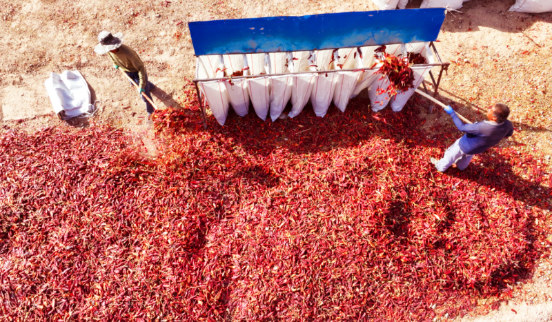 深秋的新疆焉耆铺满红毯