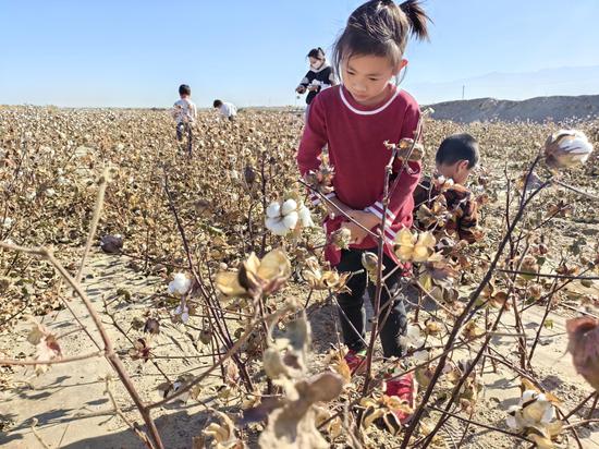 大家在交流讨论中了解到棉花的生长过程,品种及用途等相关知识,强烈的