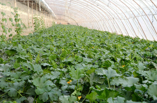 基地,一座座温室大棚整齐排列,棚内郁郁葱葱,生机盎然,各类瓜果蔬菜
