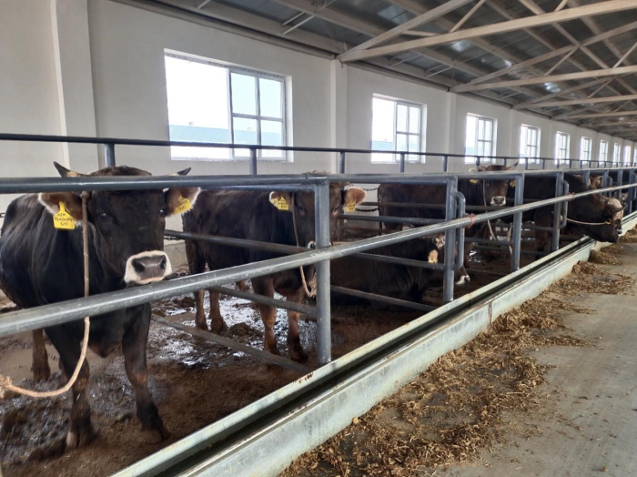 兵地携手闯市场 让养牛业更"牛"-中新网·新疆