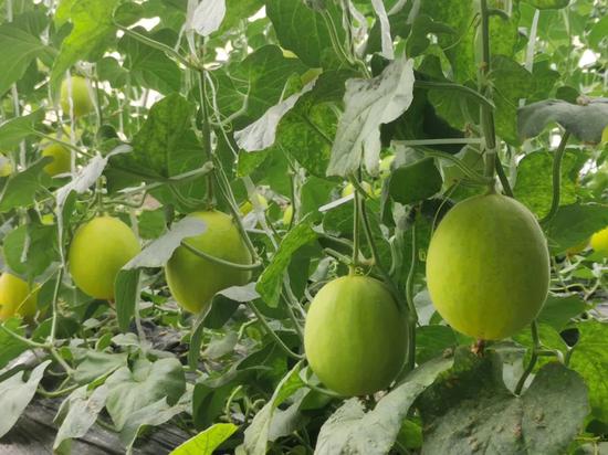 坐等尝鲜温室大棚甜瓜长势喜人即将甜蜜上市