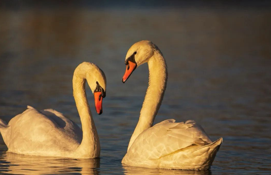 伊犁河湿地天鹅泉的疣鼻天鹅:极致浪漫的相亲相爱