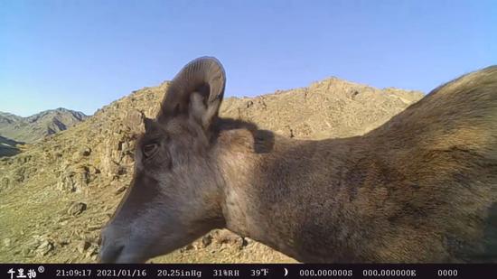 盘羊再次现身沙吾尔山区