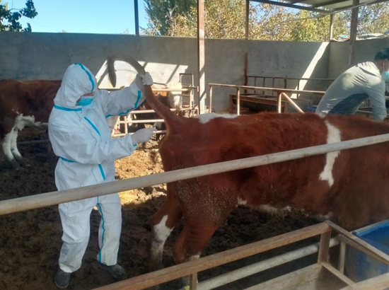 托甫汗镇畜牧站技术人员深入农户牛圈,给牛打疫苗