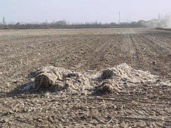 王理浪说:"以前残膜留在地里,影响棉花出苗和生长