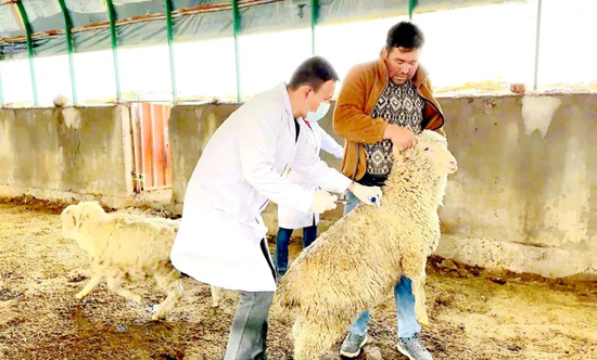 拜城扎实开展春季动物防疫工作促进畜牧业健康高质量发展
