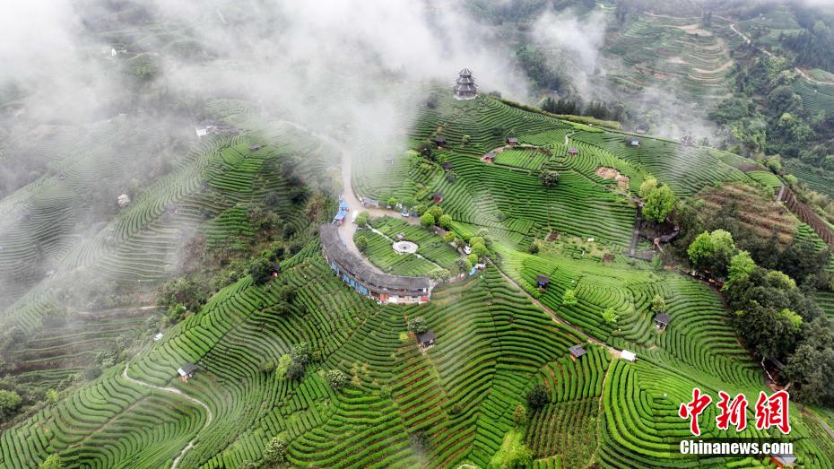 广西侗乡三江雨后茶园风光美18