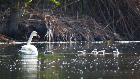 伊宁县连续两年发现未迁徙疣鼻天鹅繁殖后代