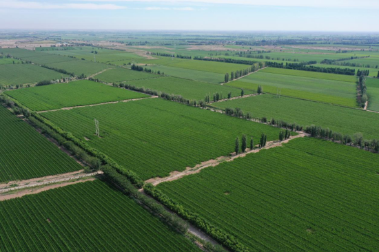 呼图壁:孕育"金种子" 增收好"钱"景-中新网·新疆