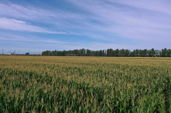 走进呼图壁县五工台镇五工台村一片区河北巡天农业科技有限公司新疆分