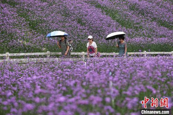 高坡云顶草原花海图片