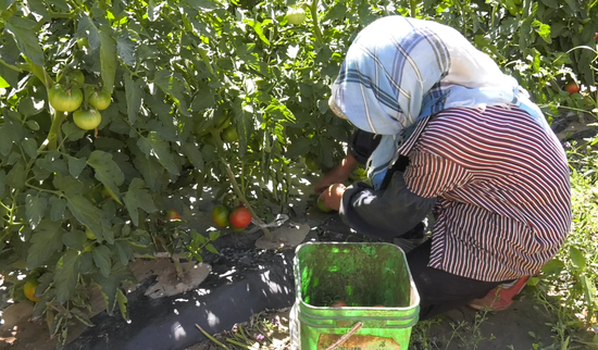 吉木萨尔县大有镇西红柿喜获丰