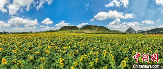 贵阳最大花卉种植基地图片