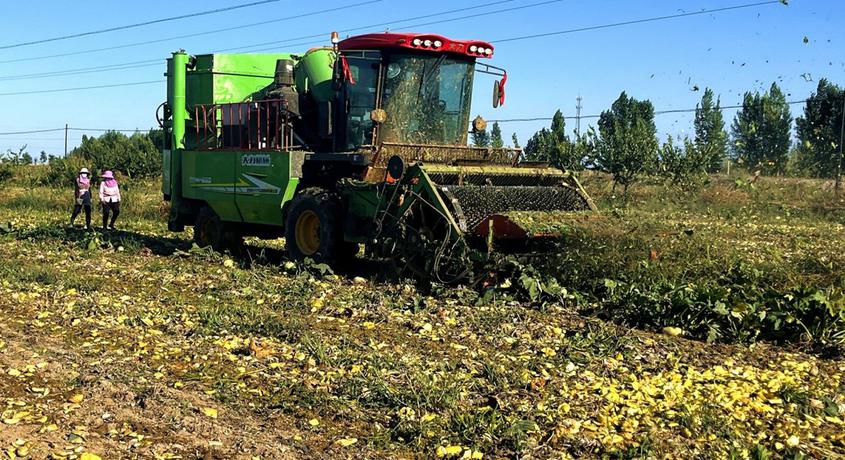 华岩明摄9月4日,一辆辆运输拖拉机上装满籽用葫芦瓜子.