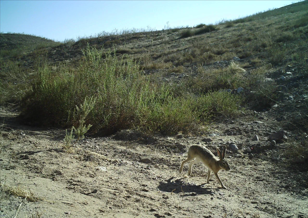 129种野生动物"选择"在宁夏白芨滩安家!