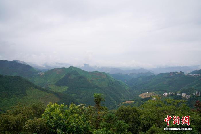 广西隆林立法守护古茶树 生态红利惠民众