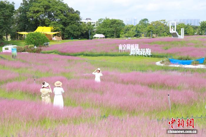 粉色浪漫来袭 广西南宁园博园粉黛花海迎秋盛放