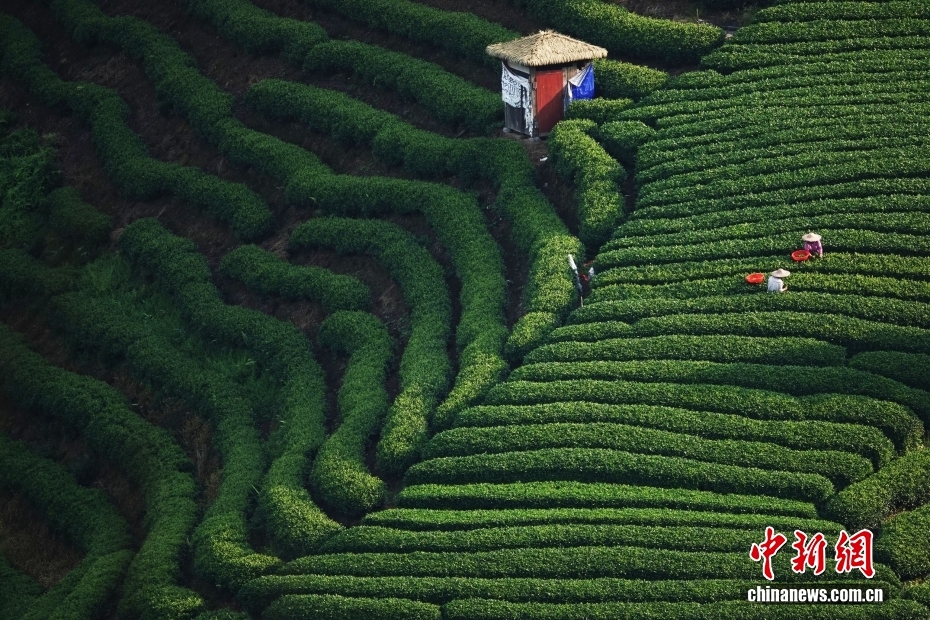广西贺州：20多万亩茶园进入秋茶采摘期
