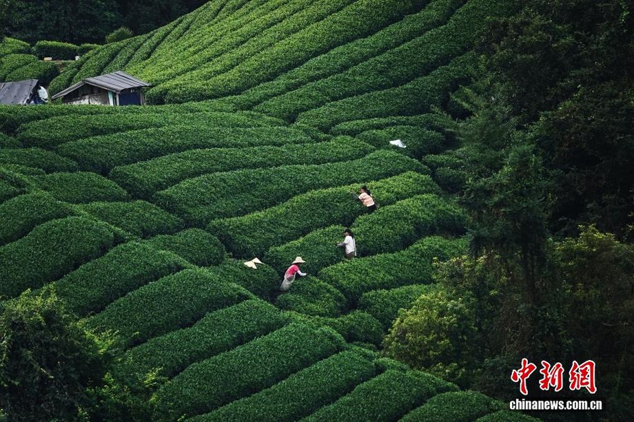广西贺州：20多万亩茶园进入秋茶采摘期
