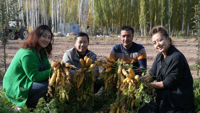 胡萝卜个头饱满、长势喜人。艾热提·加沙热