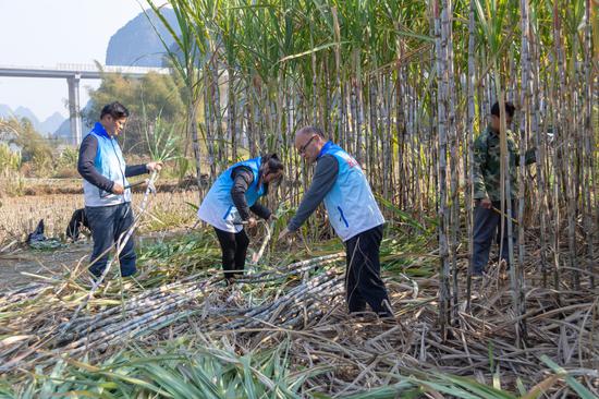 图为宜州烟草组织党员志愿者帮助困难群众砍收甘蔗。卢文 摄
