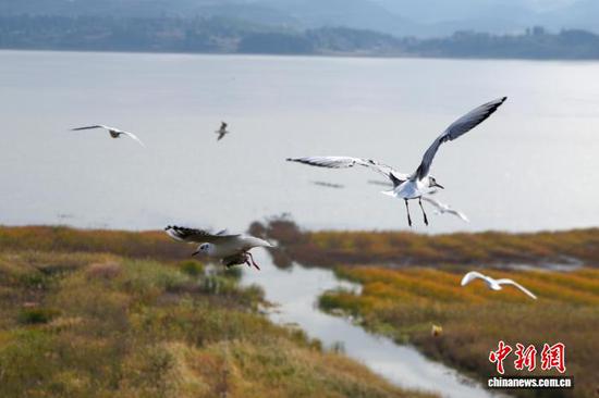 图为11月11日，在贵州草海国家级自然保护区拍摄的红嘴鸥。陈逍 摄