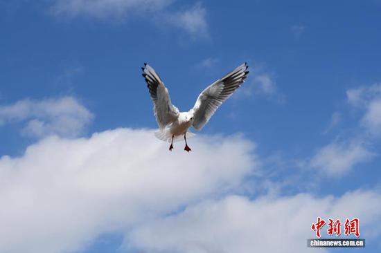 图为11月11日，在贵州草海国家级自然保护区拍摄的红嘴鸥。陈逍 摄