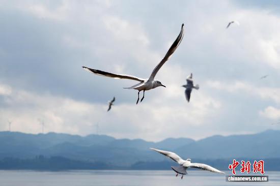 图为11月11日，在贵州草海国家级自然保护区拍摄的红嘴鸥。陈逍 摄