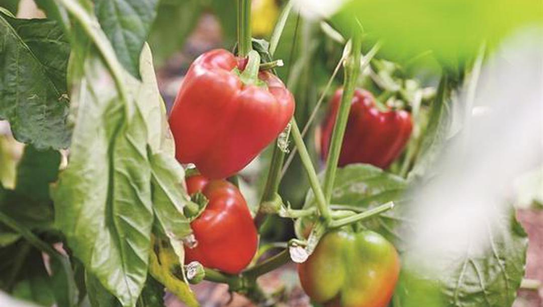 宁夏沙坡头冷凉蔬菜热销海外