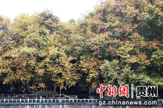 11月13日，秋去冬来的贵阳市南明河畔色彩斑斓如画景致。