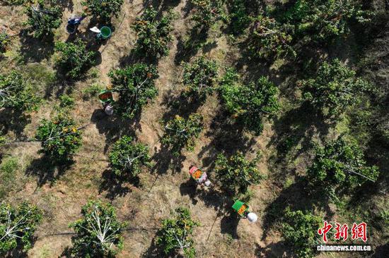 11月12日，果农在转运采摘的金秋砂糖橘。