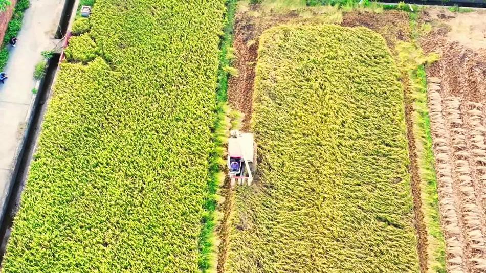 广西北海沃野“丰”景 满目金黄