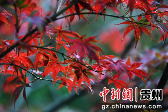 11月10日，在贵阳市南明区兴隆街一小区内，火红的枫叶格外艳丽,犹如一团团燃烧的火焰。