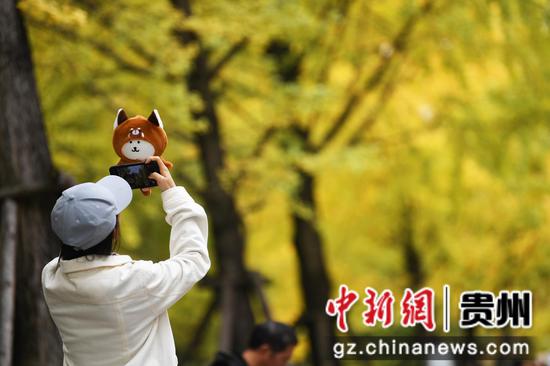 11月13日，在贵阳市筑城广场，满目金黄的银杏树吸引众多市民前来赏景游玩。