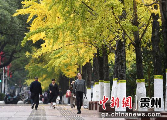 11月13日，行人从银杏叶掩映下的贵阳市南明区遵义路人行道上经过。