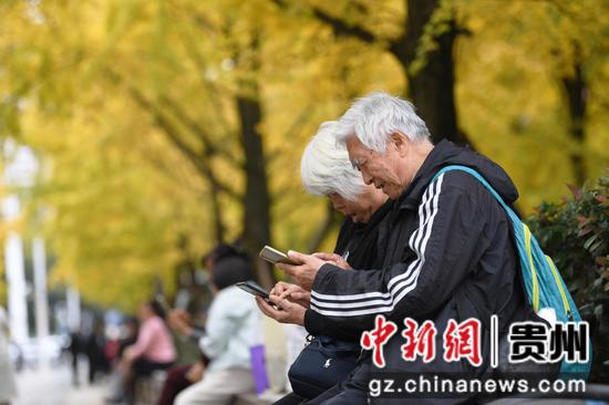 11月13日，在贵阳市筑城广场，满目金黄的银杏树吸引众多市民前来赏景游玩。