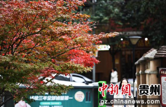 11月10日，在贵阳市南明区兴隆街一小区内，行人从火红的枫叶下经过。