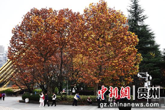 11月13日，贵阳市筑城广场，色彩斑斓的美景吸引众多市民前来赏景游玩。