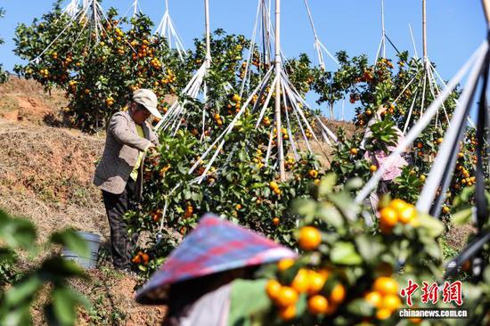 11月12日，果农在采摘金秋砂糖橘。中新社记者 瞿宏伦 摄