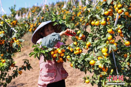 11月12日，果农在采摘金秋砂糖橘。中新社记者 瞿宏伦 摄