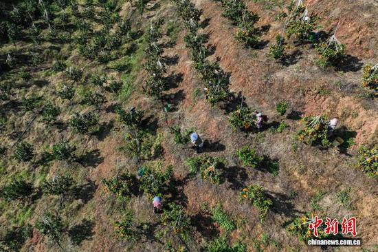 11月12日，果农在采摘金秋砂糖橘。(无人机照片)中新社记者 瞿宏伦 摄