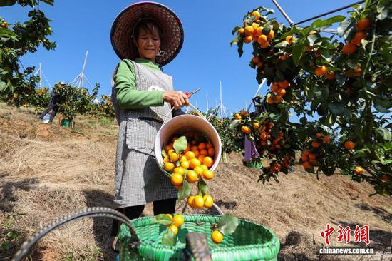 11月12日，果农在采摘金秋砂糖橘。中新社记者 瞿宏伦 摄