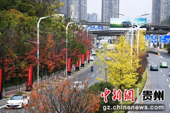 11月13日，在初冬暖阳的照耀下，贵阳市南明区花冠路上呈现出一幅色彩缤纷的迷人画卷。