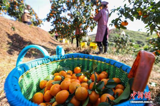 11月12日，果农采摘的金秋砂糖橘。中新社记者 瞿宏伦 摄
