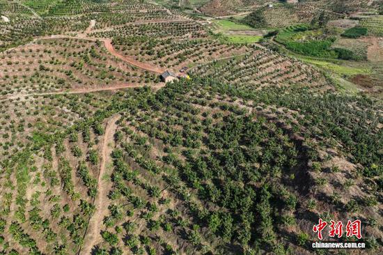 11月12日，航拍金秋砂糖橘种植基地。(无人机照片)中新社记者 瞿宏伦 摄
