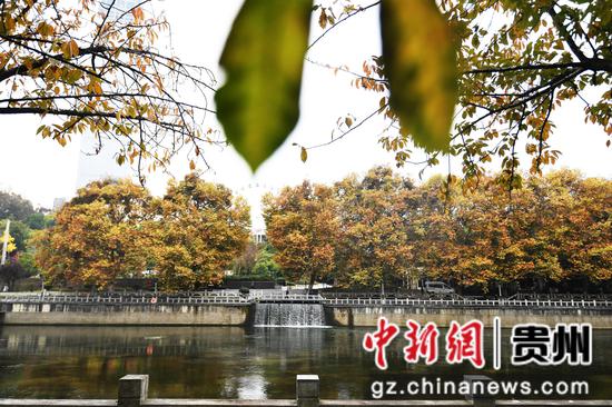 11月13日，秋去冬来的贵阳市南明河畔色彩斑斓如画景致。